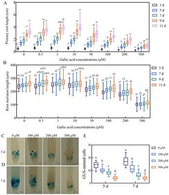 Gallic acid regulates primary root elongation via modulating auxin transport and signal transduction